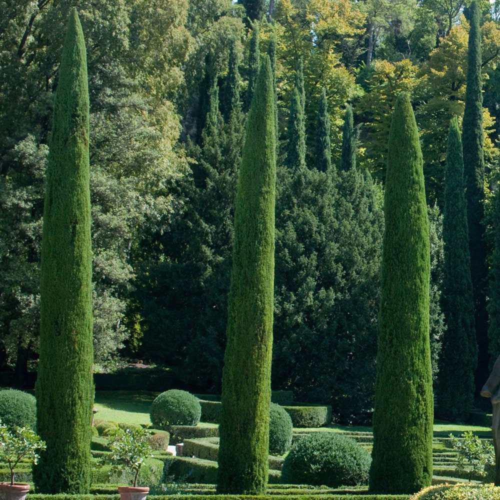 Thompson and Morgan Cupressus Sempervirens Italian Cypress Stricta Plant Pot 14cm 4 Pack Image 7