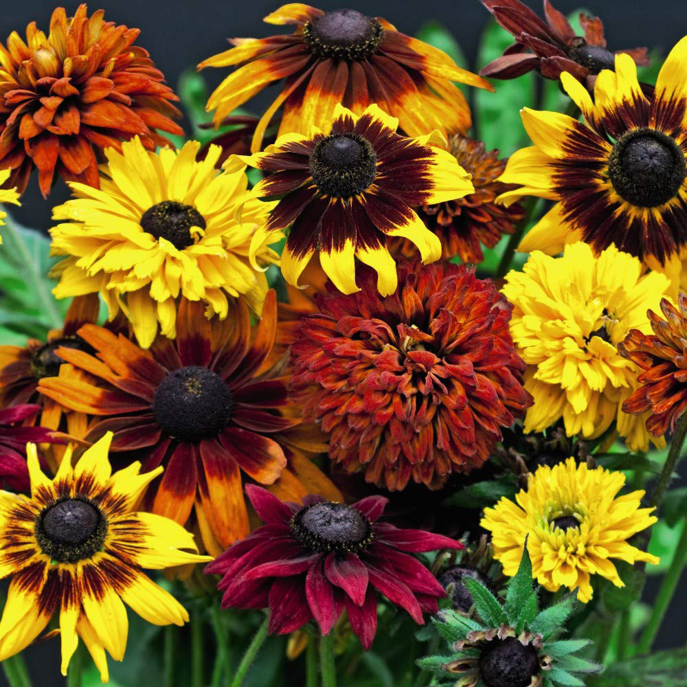 Thompson and Morgan Rudbeckia All Sorts Mixed Plug Plant 6 Pack Image 2