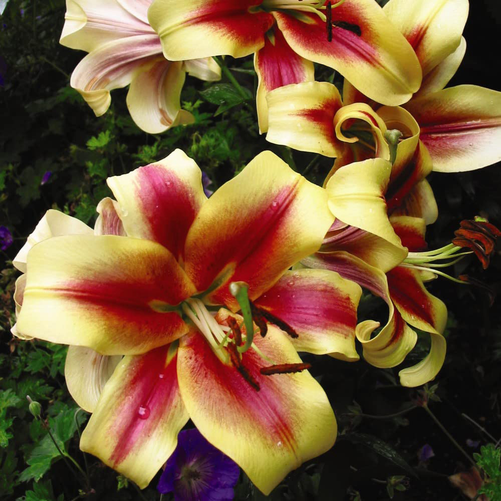 Thompson & Morgan Tree Lily Starburst Planting Bulb 3 Pack Image 2