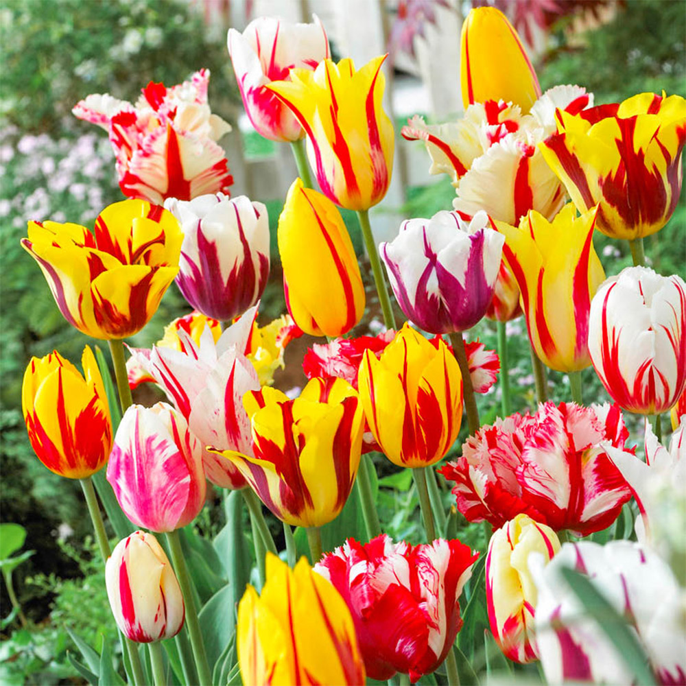 wilko Tulip Rembrandt Multicolour Planting Bulb 15 Pack Image 2