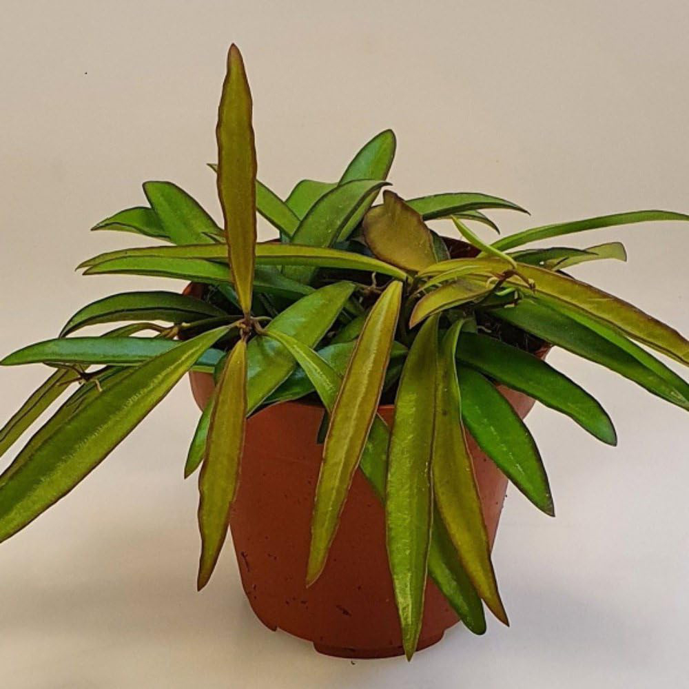 Thompson and Morgan Hoya Wayetii Plant Pot 12cm Image 4