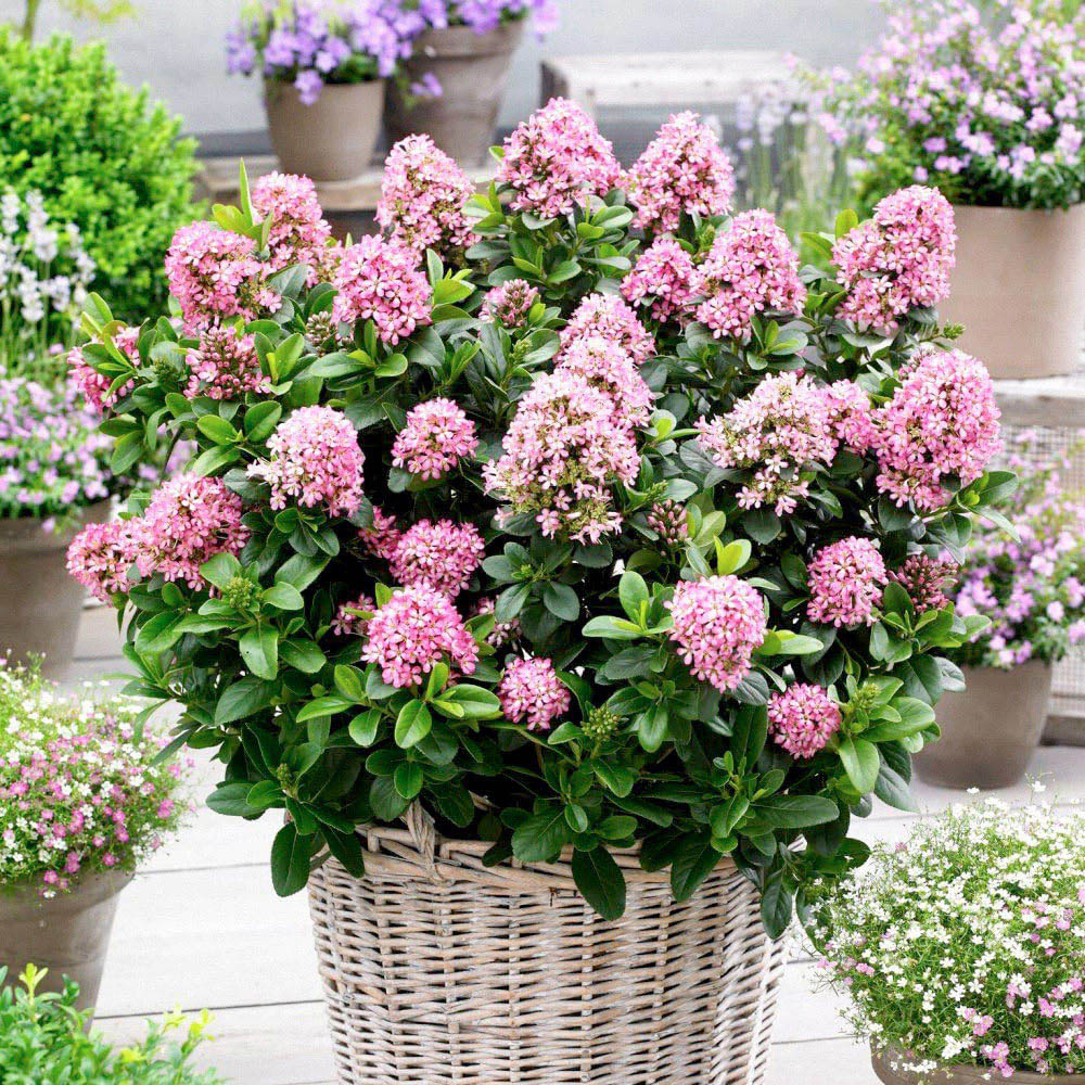 Thompson and Morgan Escallonia Laevis Pink Elle Plant Pot 9cm 2 Pack Image 2
