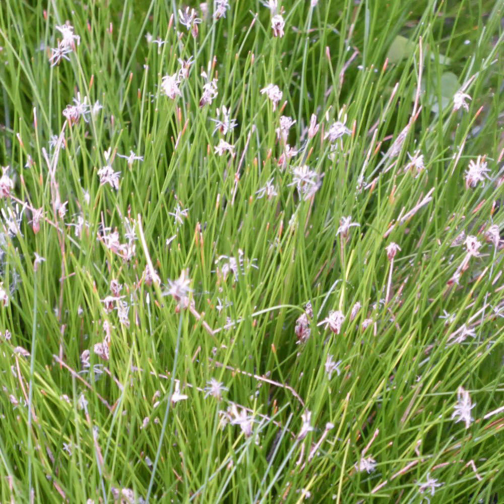 Thompson and Morgan Eleocharis Acicularis Plant Pot 9cm Image 2