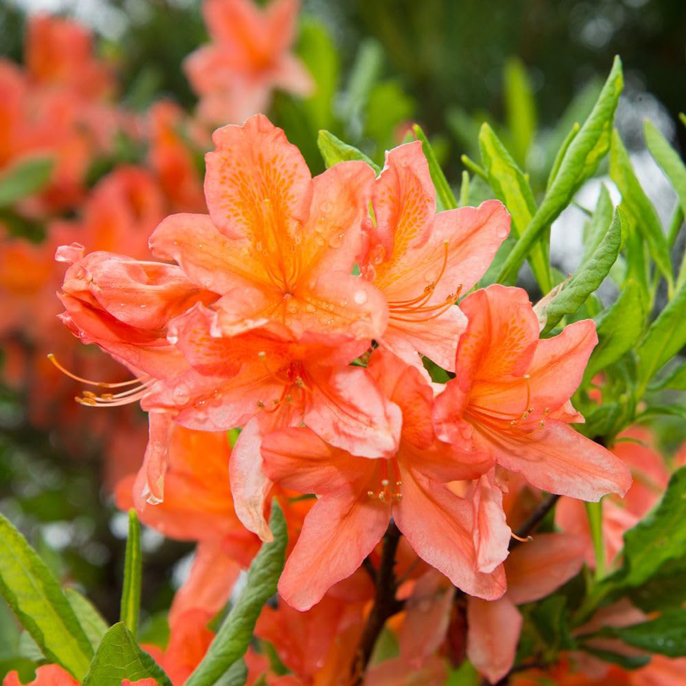 Thompson and Morgan Azalea Japonica Orange Plant Pot 17cm 2 Pack Image 1