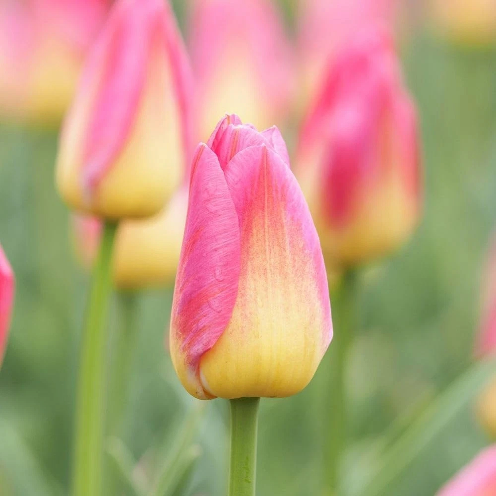 Thompson and Morgan Tulip Dynasty Autumn Planting Bulb 16 Pack Image 3