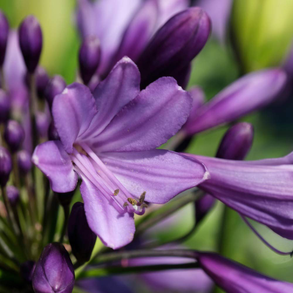 Thompson and Morgan Agapanthus Poppin Purple Plant Pot 9cm 3 Pack Image 1