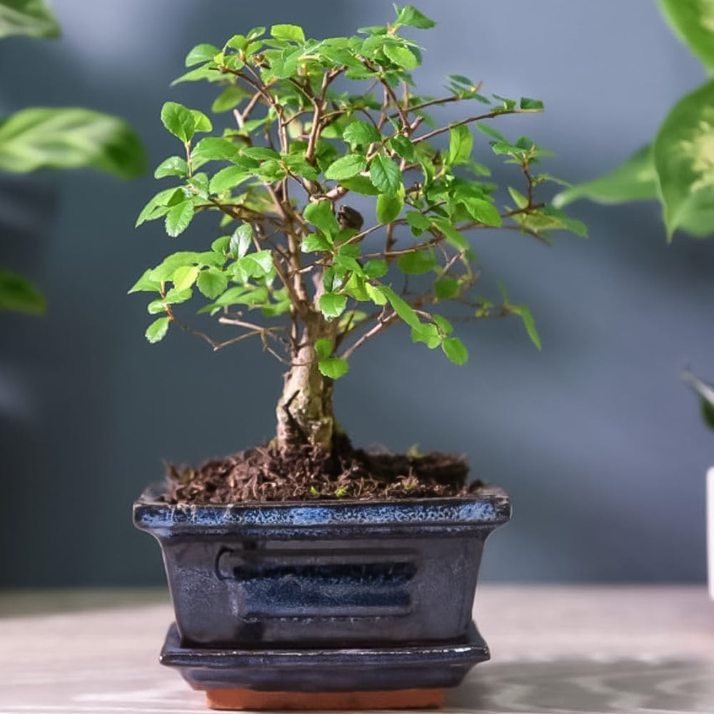 Thompson and Morgan Bonsai Zelkova Tree Ceramic and Saucer 12cm 2 Pack Image 1