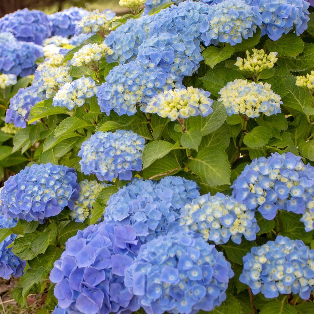 Thompson & Morgan Hydrangea Blue Danube Blaue Donau Plant Pot 10L 2 Pack Image 4