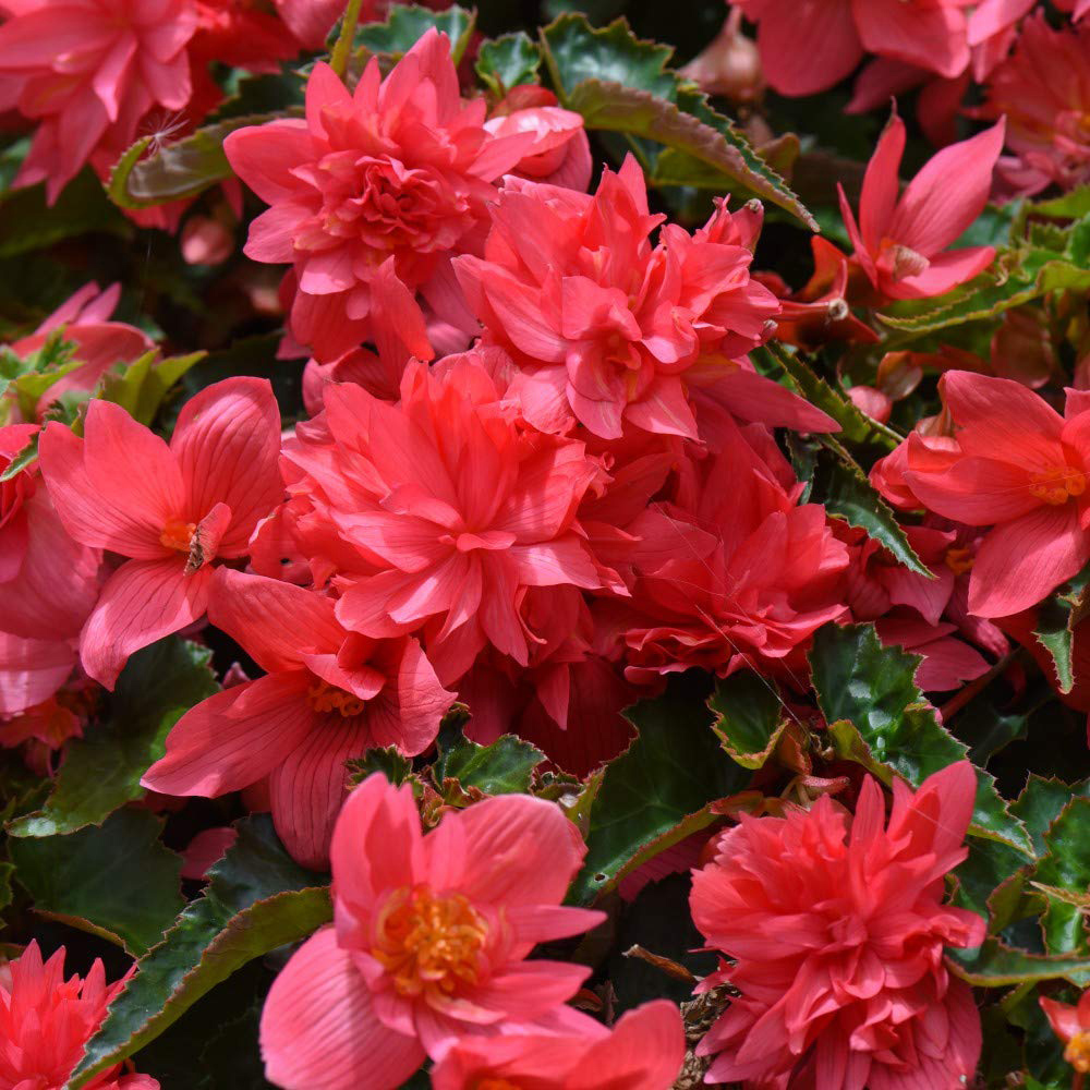 Thompson and Morgan Begonia Funky Pink Garden Ready Plant 15 Pack Image 1