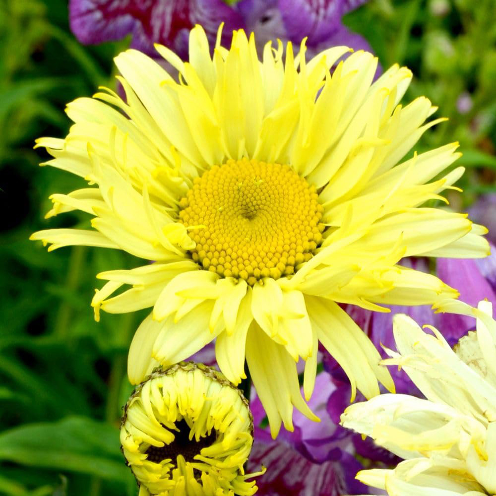 Thompson and Morgan Leucanthemum and Superbum Goldfinch Plant Pot 9cm 2 Pack Image 1