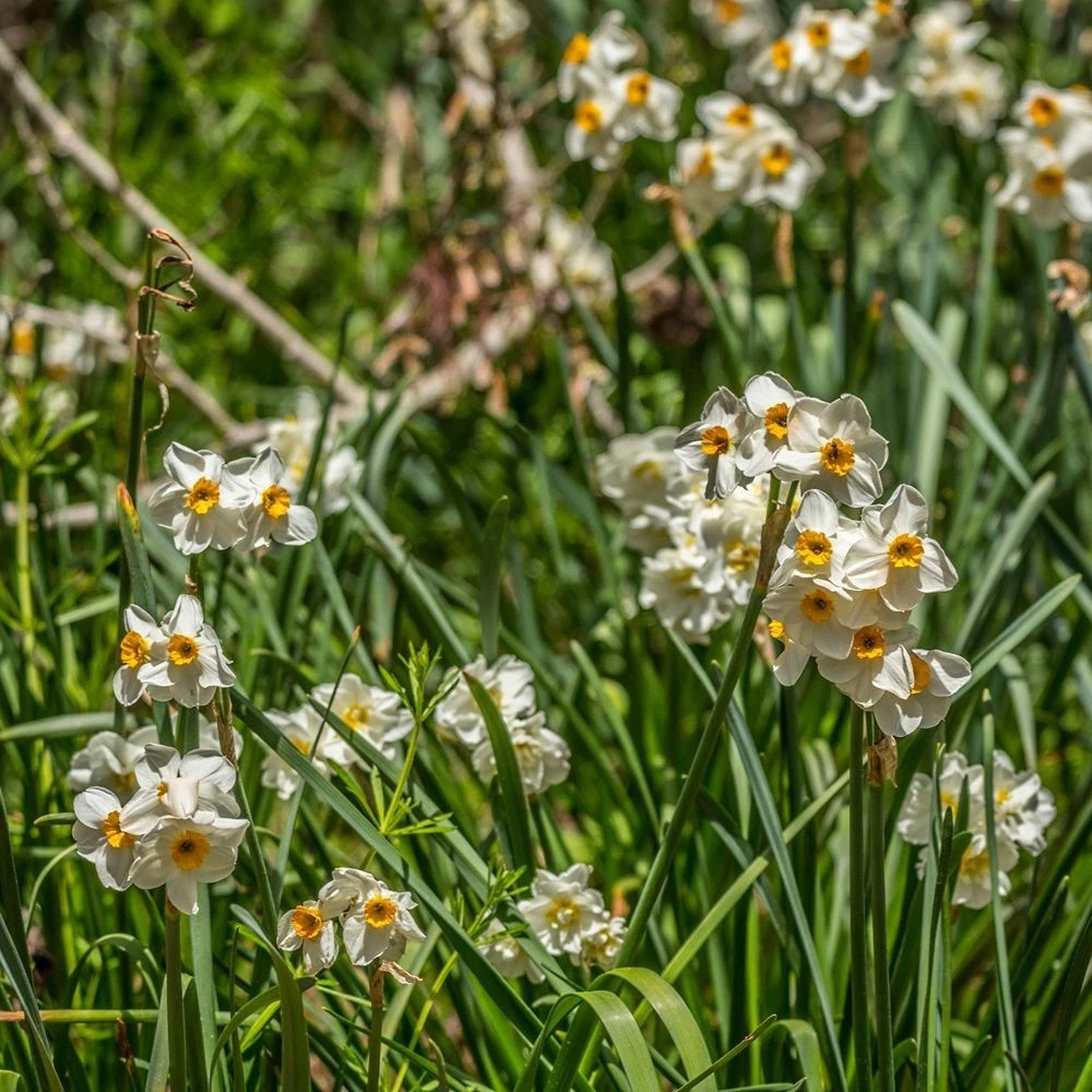 Thompson and Morgan Daffodil Ultimate Collection Planting Bulb 56 Pack Image 8