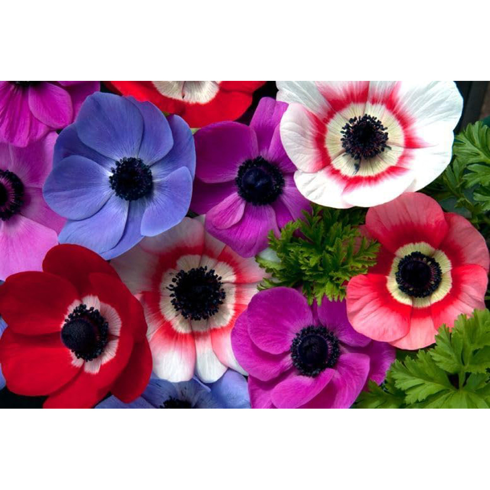 Thompson & Morgan Summer Flowering Planting Bulb 100 Pack Image 3