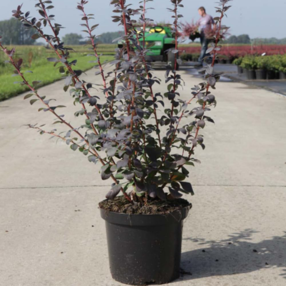Thompson & Morgan Berberis Ottawensis Superba 10L Pot 2 Pack Image 4