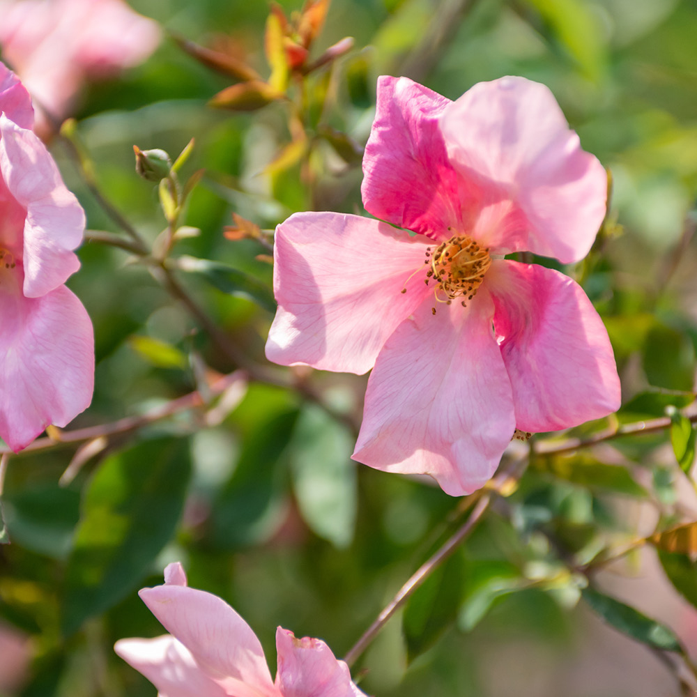 YouGarden X Odorata Mutabilis Bare Root Rose Image 1