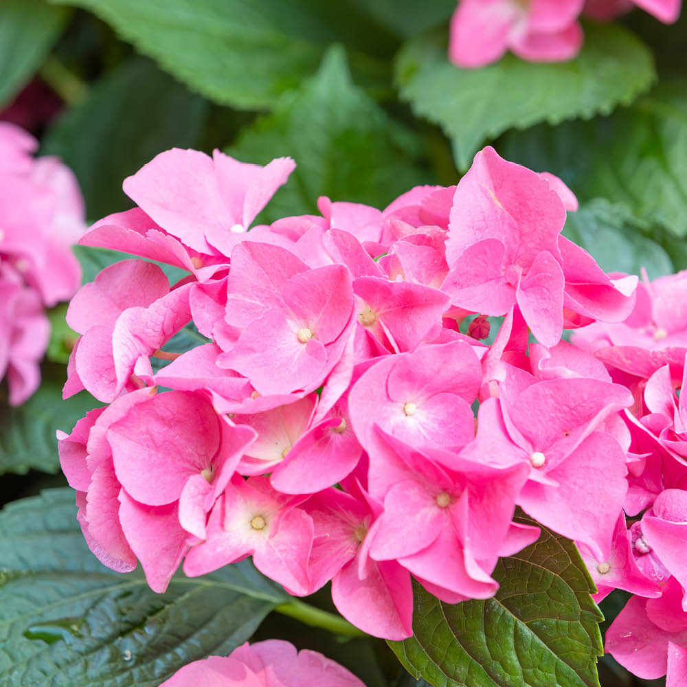 YouGarden Hydrangea Macrophylla Pink Mophead Standard Plant in Pot 18cm Image 1