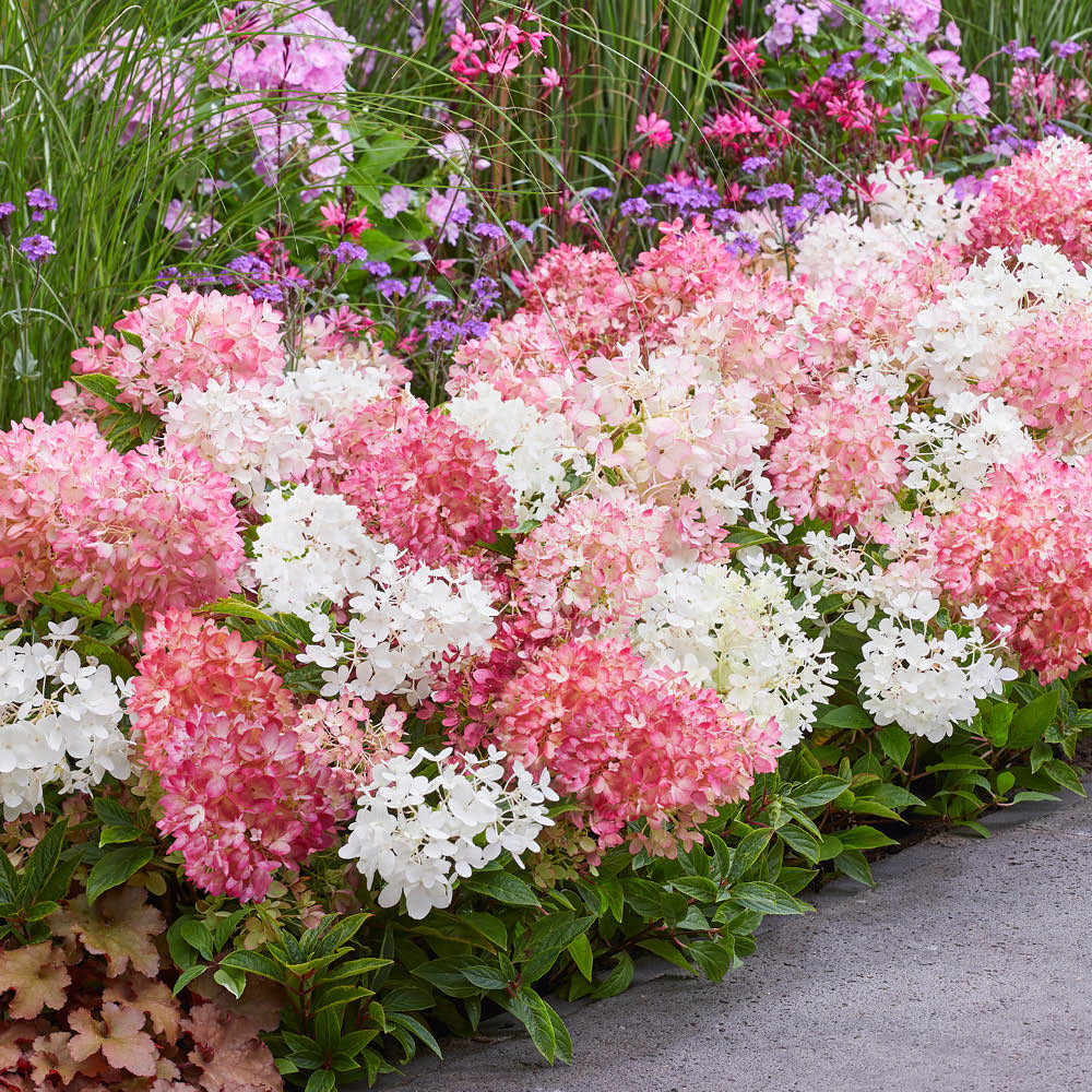 YouGarden Hydrangea Groundbreaker Blush Plant in Pot 14cm 3 Pack Image 1