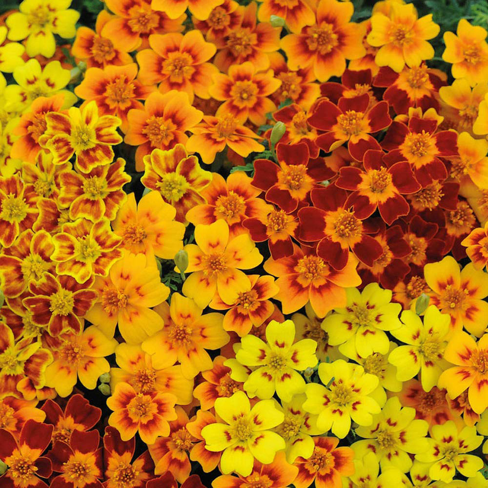Thompson & Morgan Tagetes Starfire Seeds Image 2