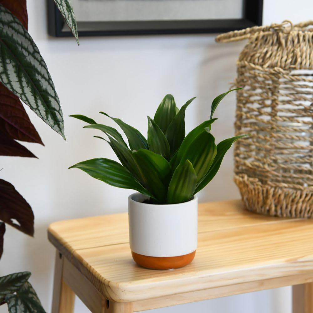 Thompson and Morgan Dracaena Dragon Tree Fragrans Compacta Plant Pot 12cm 2 Pack Image 4