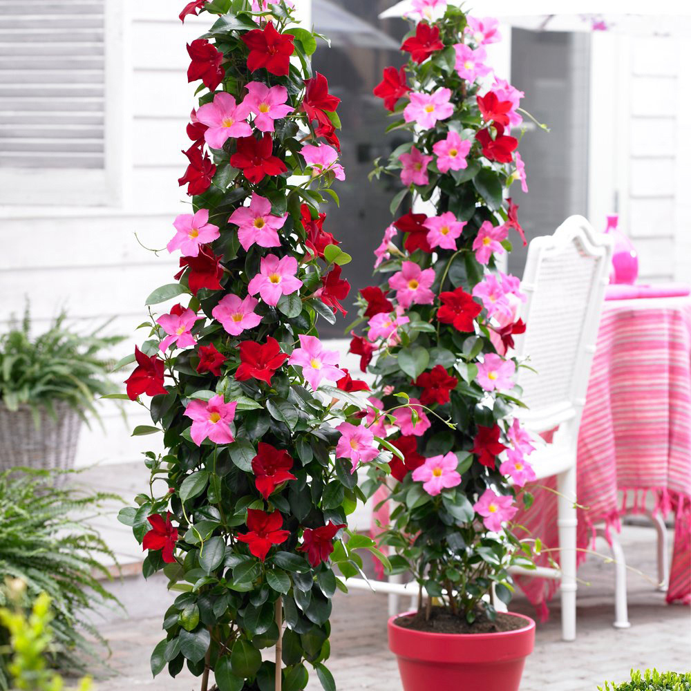 Thompson and Morgan Mandevilla Red Plant Pot 10.5cm Image 4