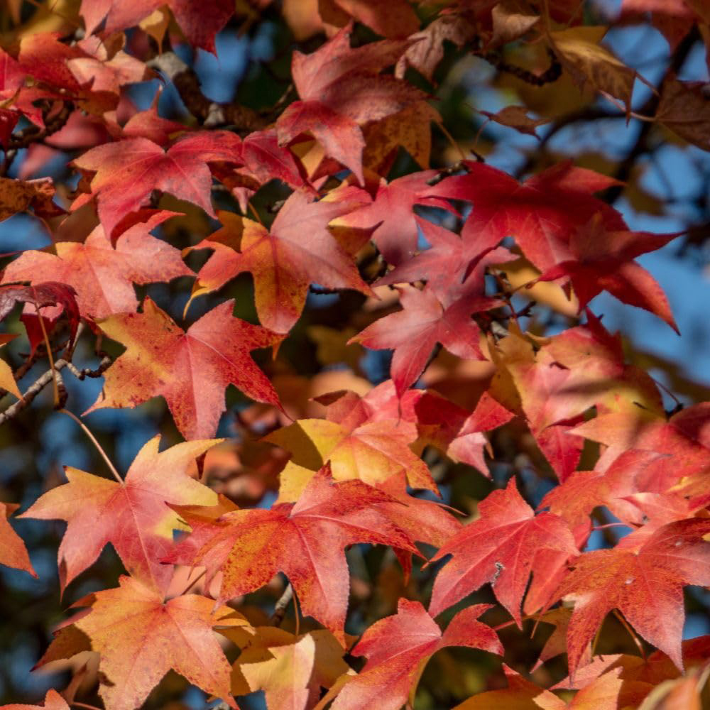 Thompson and Morgan Liquidambar Styraciflua Sweet Gum Plant in Pot 9cm 2 Pack Image 1