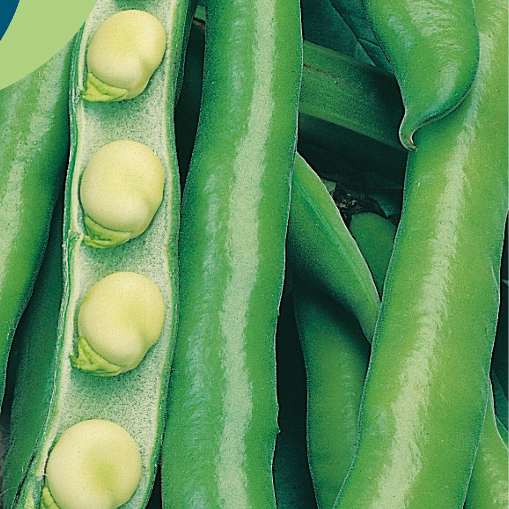 Broad Bean Bunyards Exhibition Vegetable Seeds Image 2