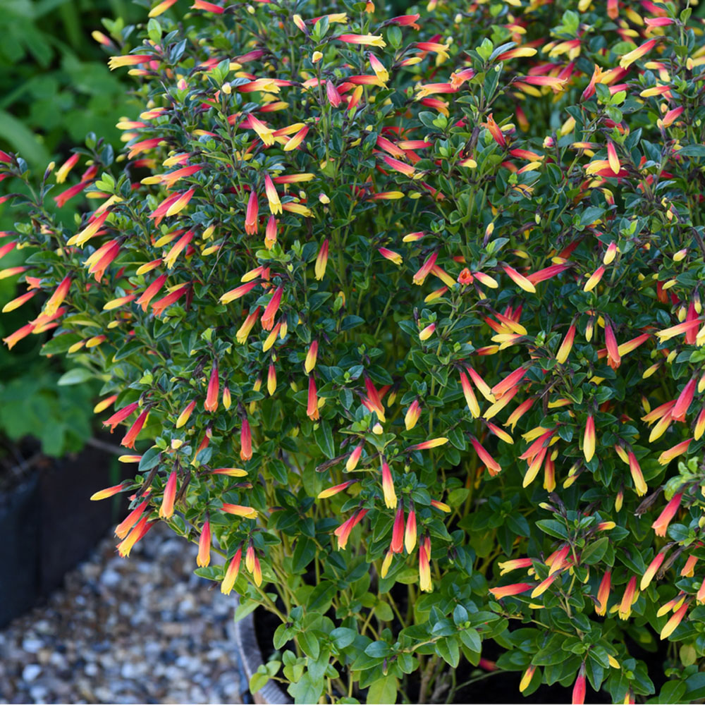 Thompson & Morgan Brazilian Jacobinia Paciflora Fuchsia Plant Pot 9cm Image 1