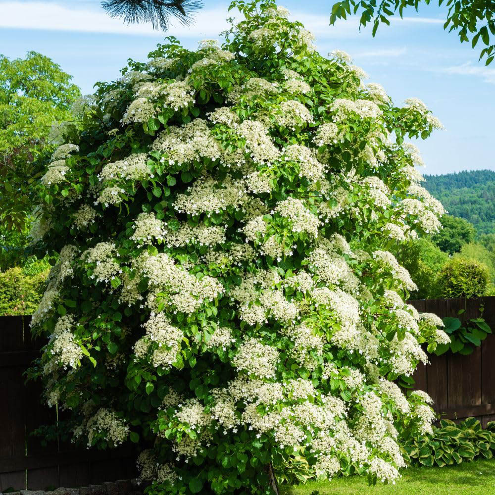 Thompson and Morgan Hydrangea Anomala Petiolaris Plant in Pot 18L Image 2