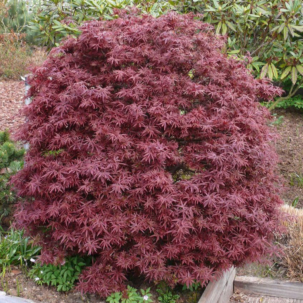 Thompson & Morgan Acer Palmatum Shaina Plant Pot 6L Image 1