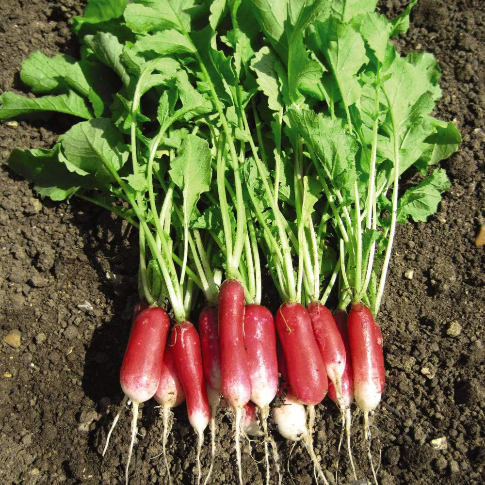Thompson & Morgan Radish Flamboyant 3 300 Seeds Packet Image 2