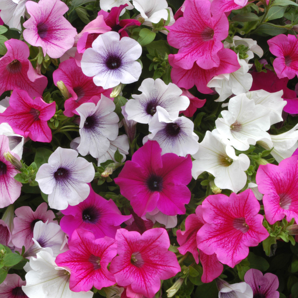 Thompson and Morgan Petunia Surfinia Preplanted Hanging Basket 20cm Image 7