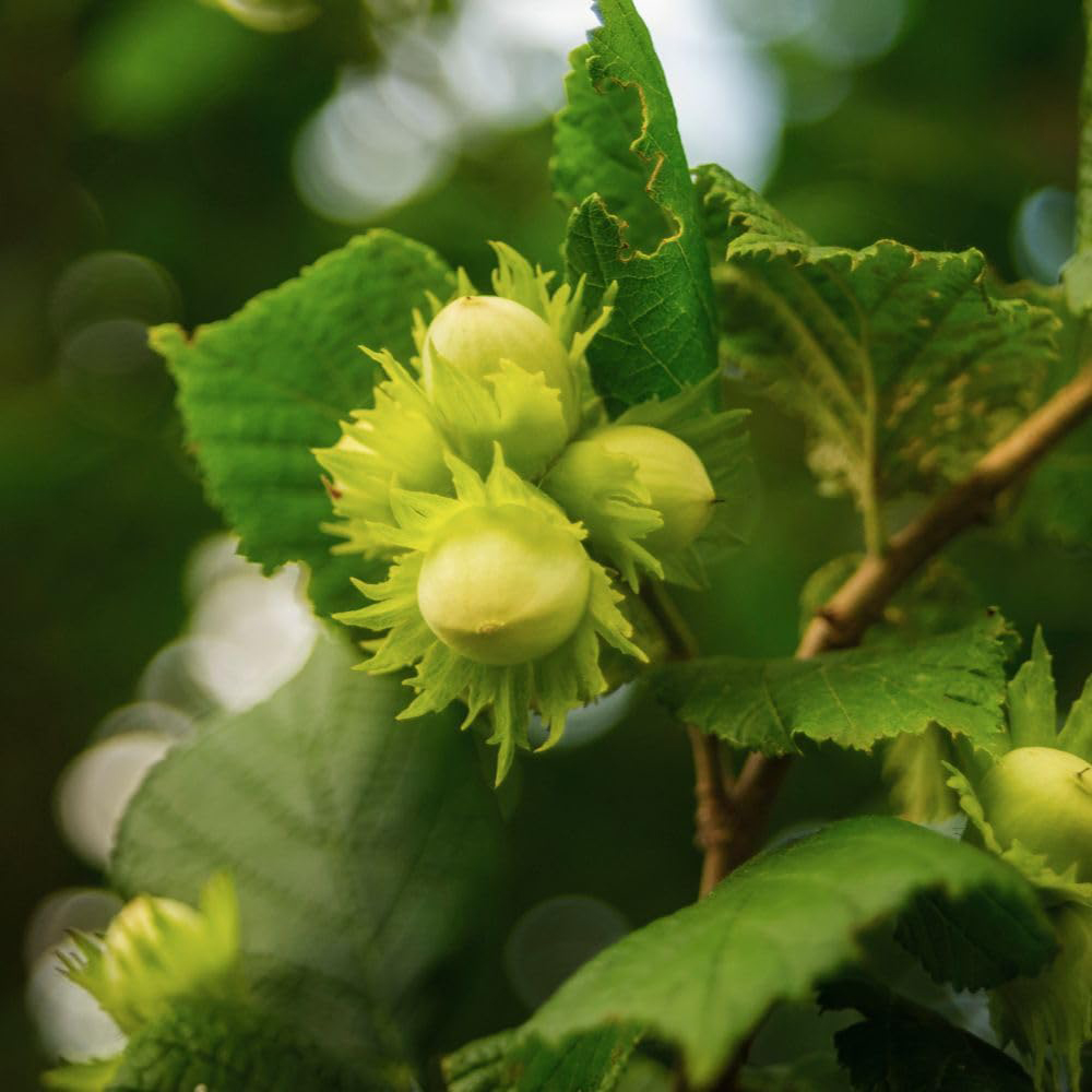 Thompson & Morgan Hazelnut Corylus Avellana Plant Pot 5L 2 Pack Image 1