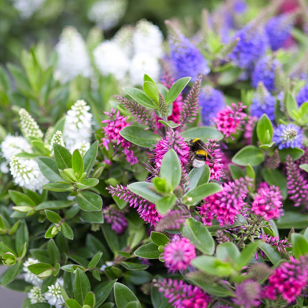 YouGarden Hebe All Bloom Collection Plant in Pot 10.5cm 3 Pack Image 1