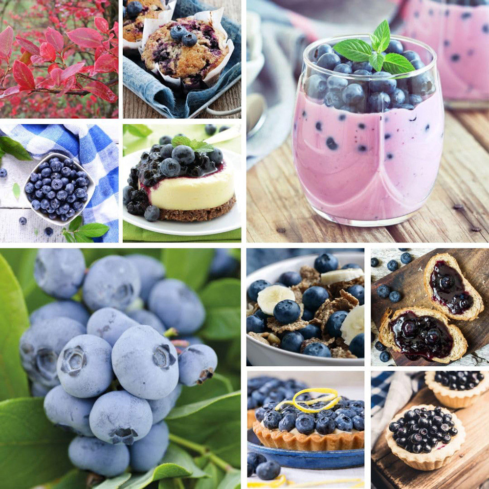 Thompson & Morgan Growers Choice Assorted Blueberry Plant Pot 9cm 6 Pack Image 4