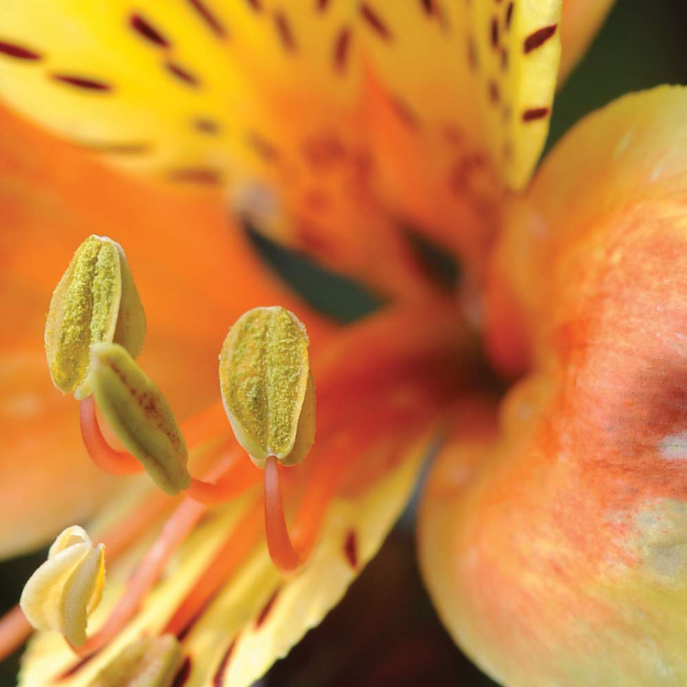 Thompson and Morgan Alstroemeria Hardy Summer Breeze Plug Plant Image 3