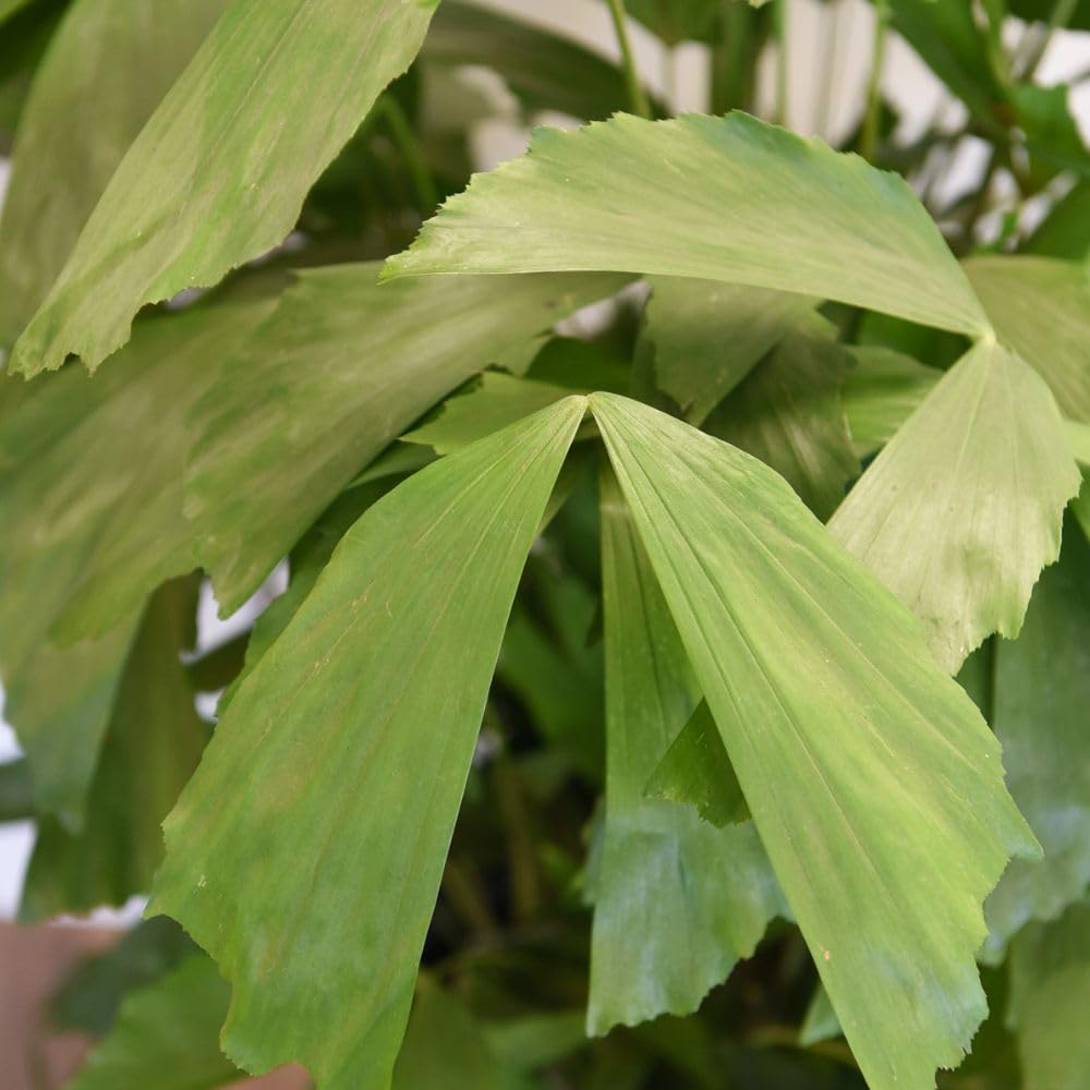 Thompson and Morgan Caryota Mitis Plant Pot 21cm 2 Pack Image 3