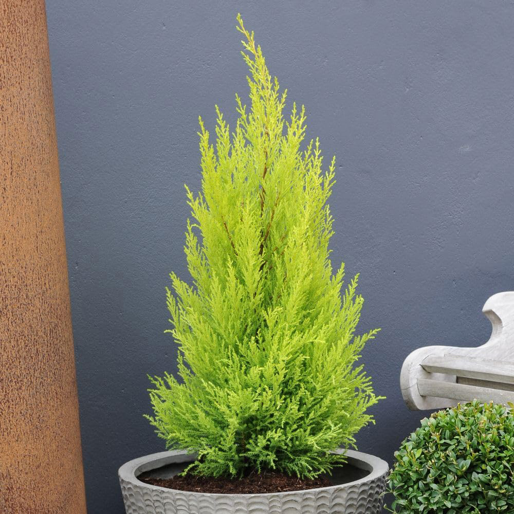 Thompson and Morgan Cypress Goldcrest Plant Pot 10.5cm 6 Pack Image 2