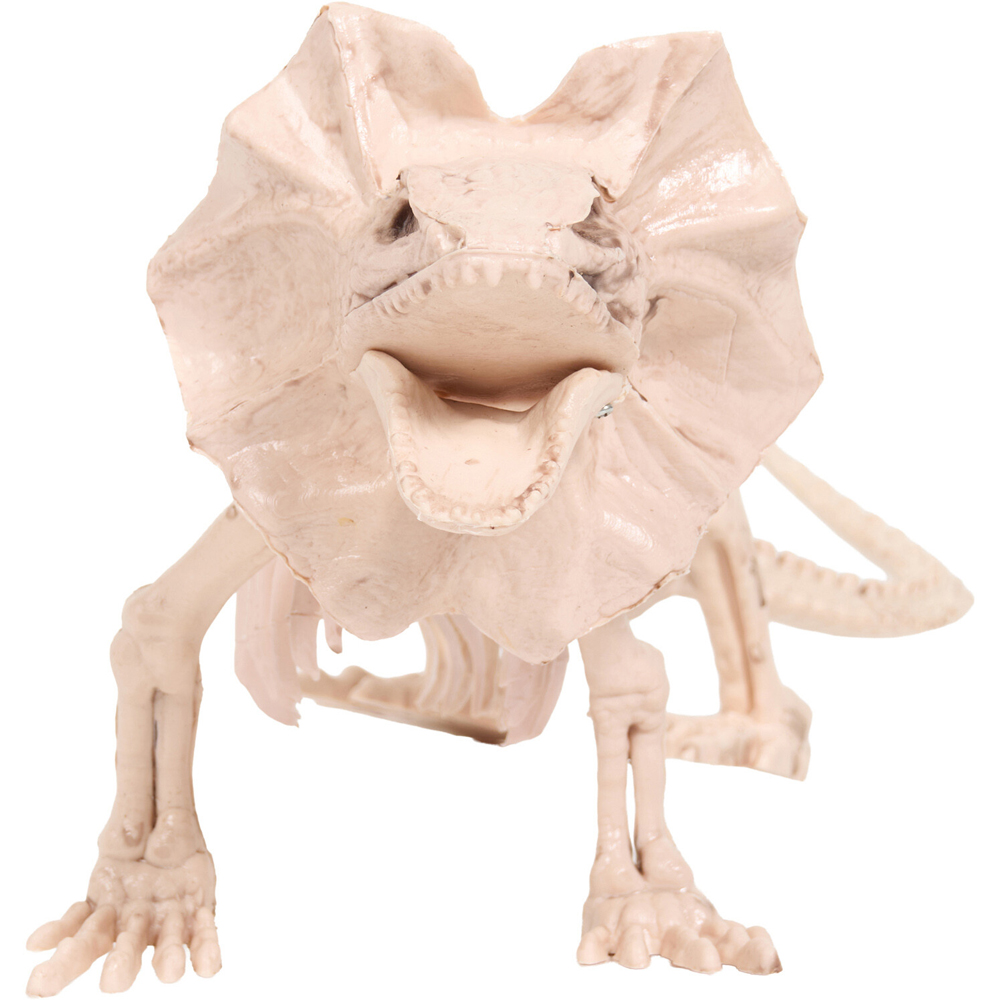 Skeleton Lizard Decoration Neutral Image 6
