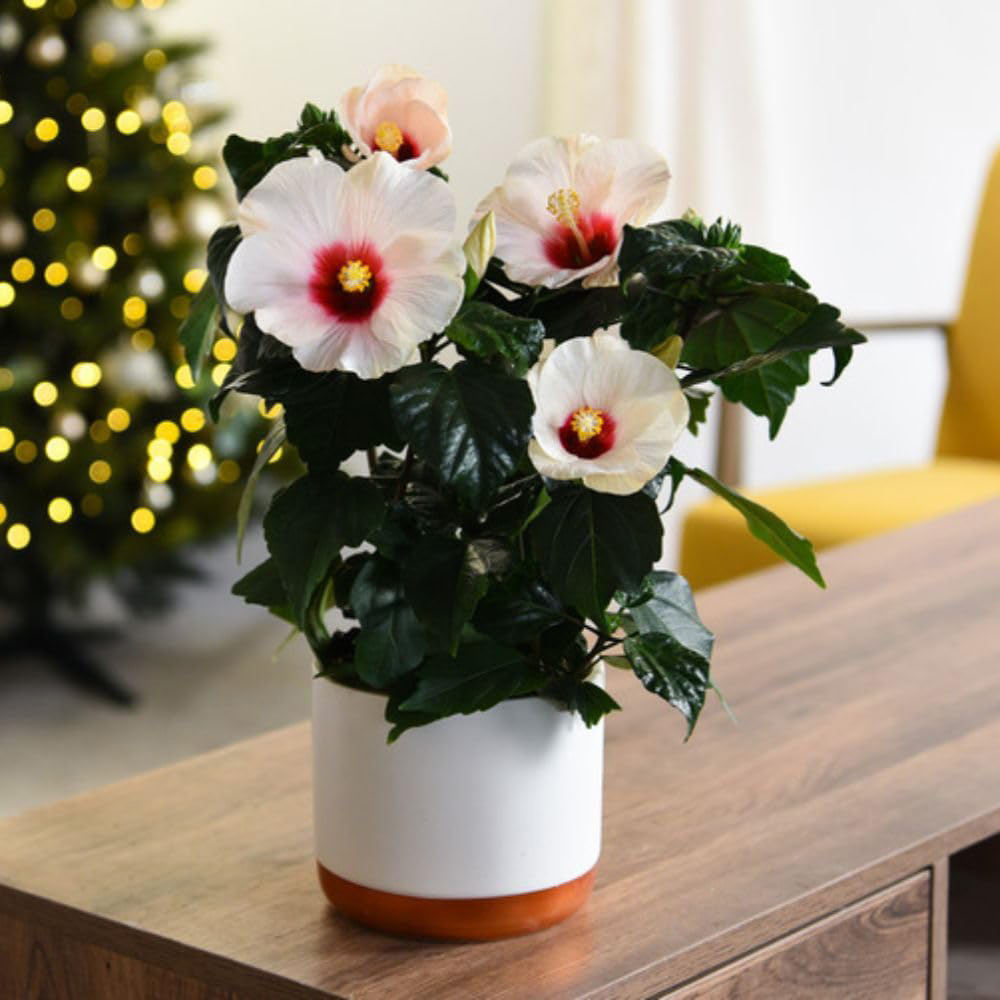 Thompson and Morgan Christmas Gift Hibiscus Adonicus Pearl Plant Pot 13cm Image 1