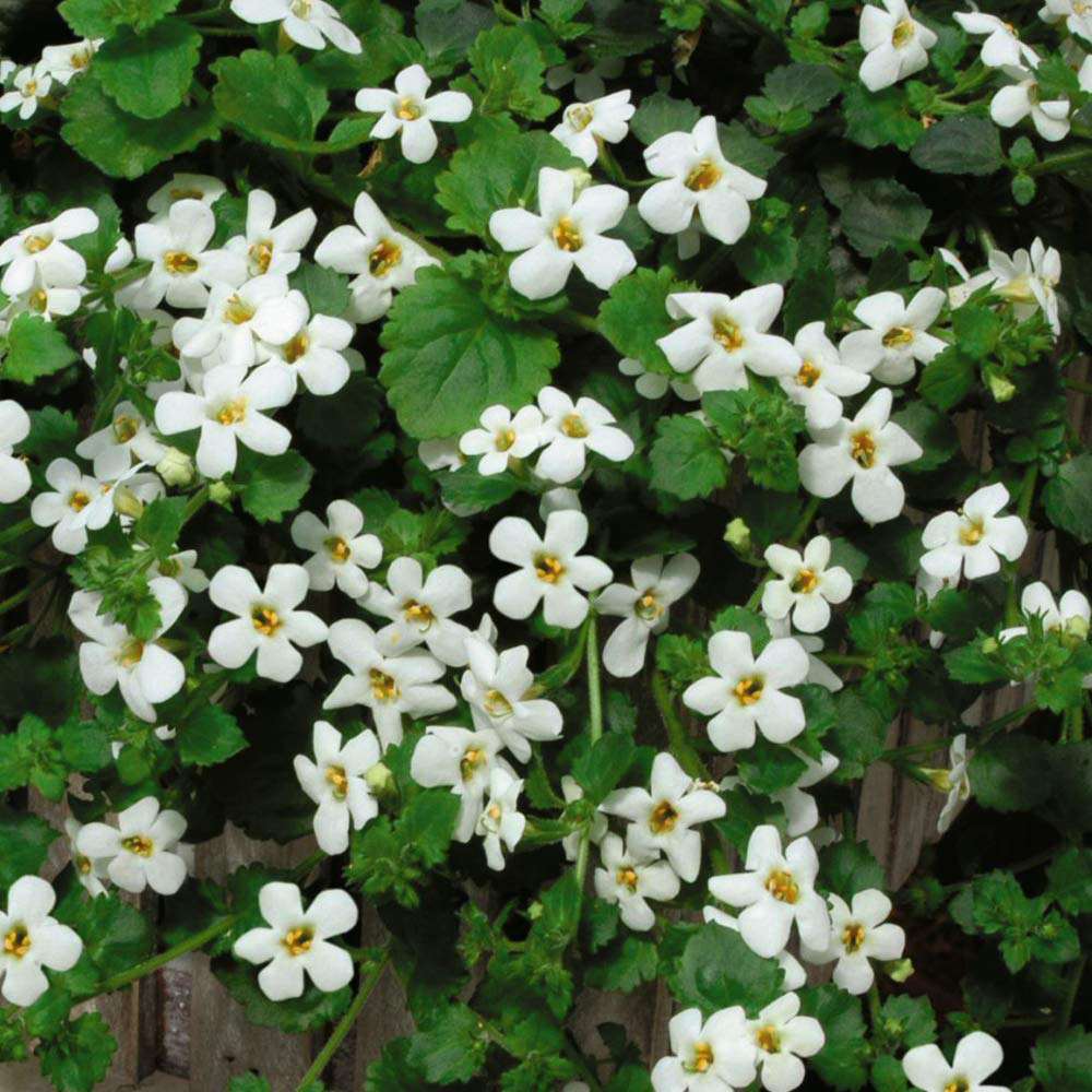 Thompson and Morgan Hanging Basket Plug Plant Collection 48 Pack Image 2