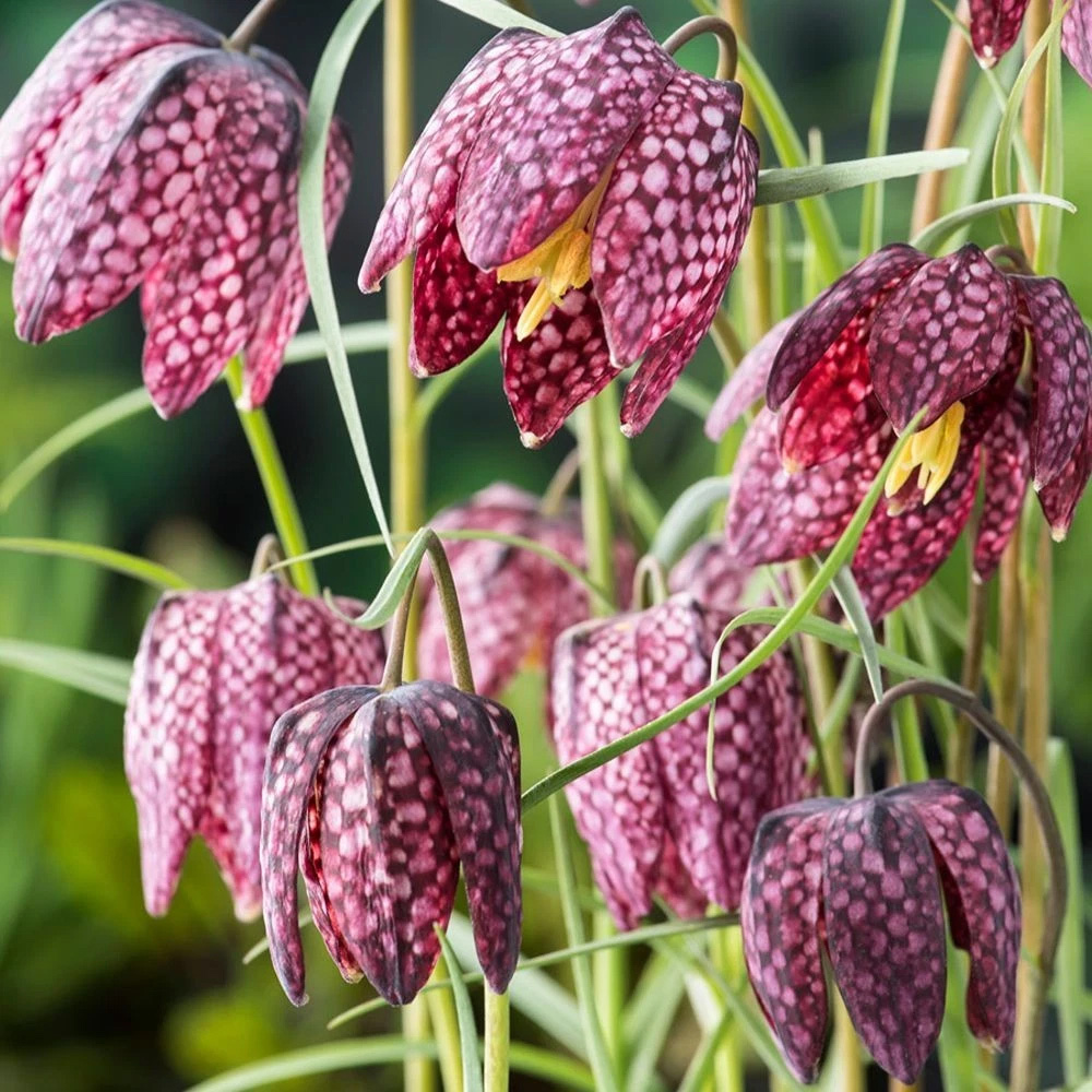 Thompson and Morgan Fritillaria Meleagris Mix Autumn Planting Bulb 40 Pack Image 4