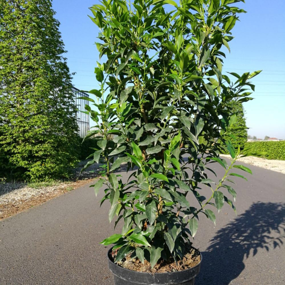 Thompson & Morgan Hedge Prunus Lusitanica Angustifolia Bare Root Sapling 30-40cm Image