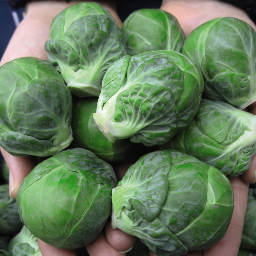 Thompson and Morgan Brussels Sprout Marte F1 Seeds Image 2