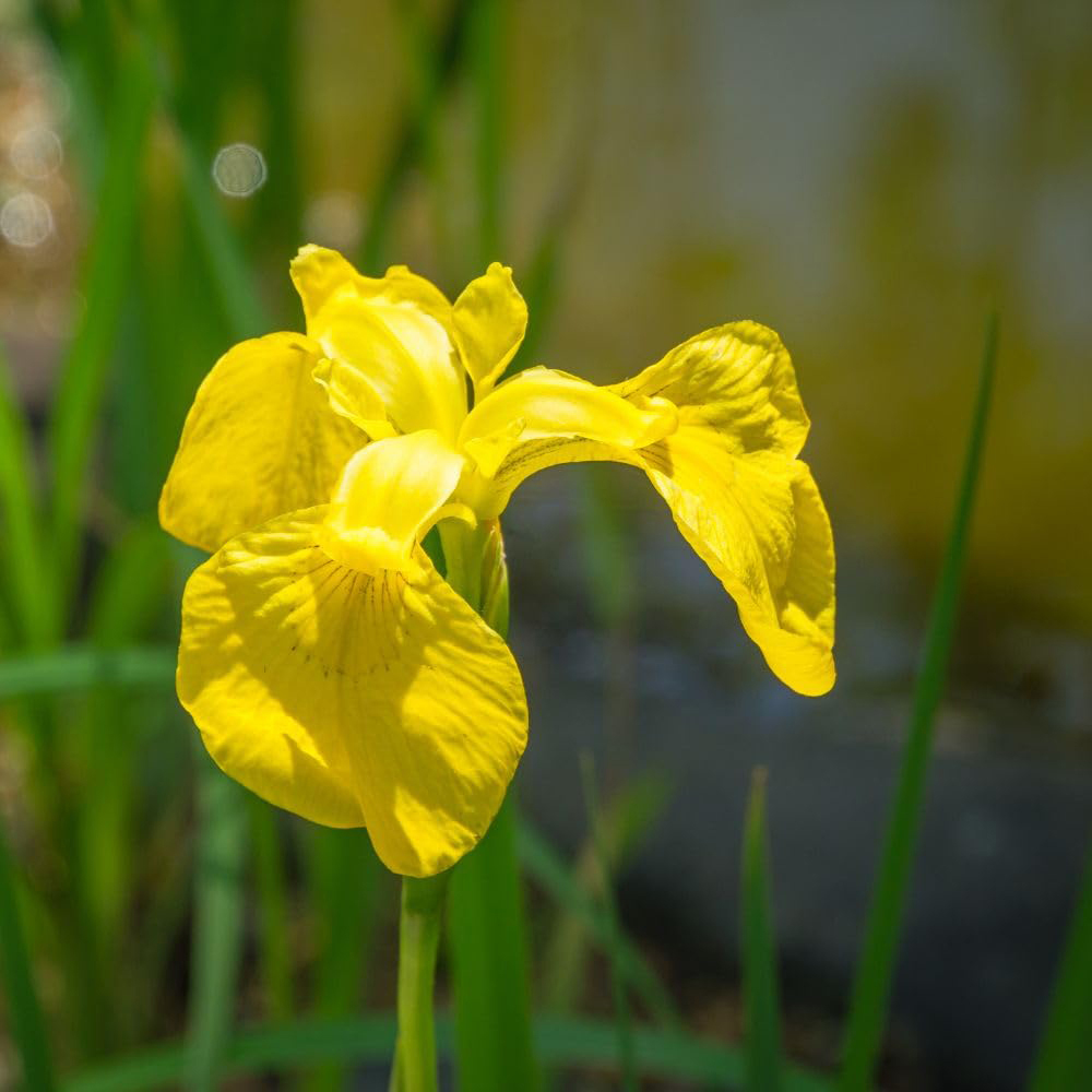 Thompson and Morgan Iris Pseudacorus Plant Pot 1L 3 Pack Image 1