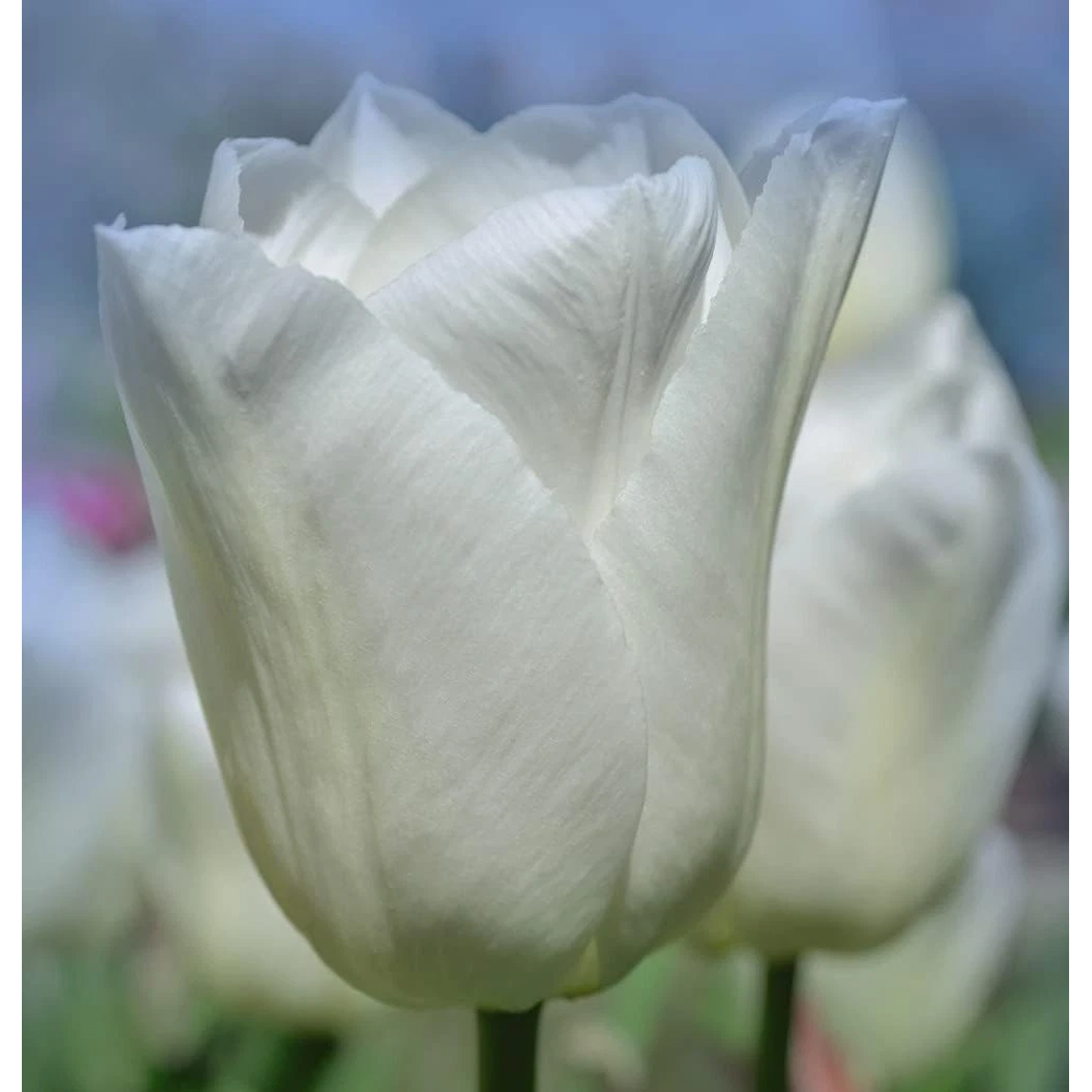 Thompson and Morgan Tulip Single Early White Prince Planting Bulb 16 Pack Image 5