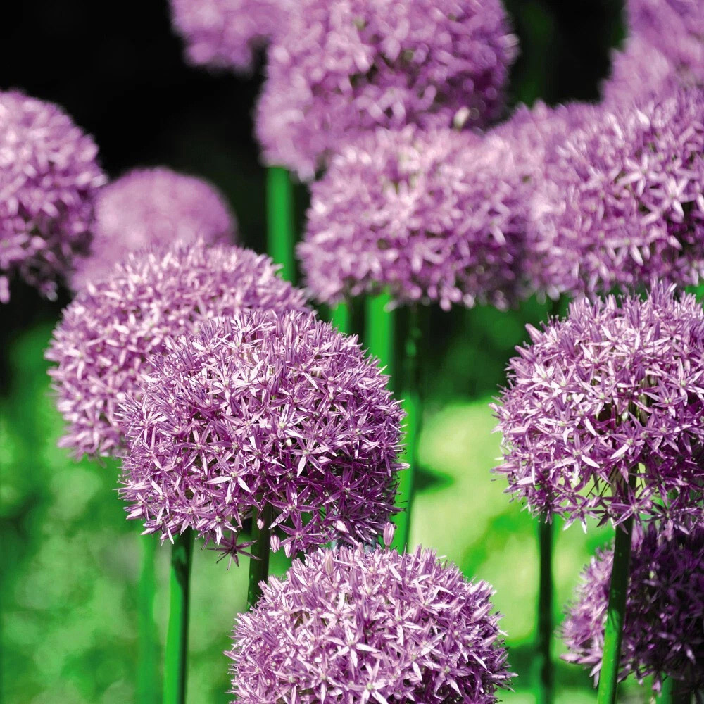 Thompson and Morgan Allium Purple Sensation Planting Bulb 16 Pack Image 7