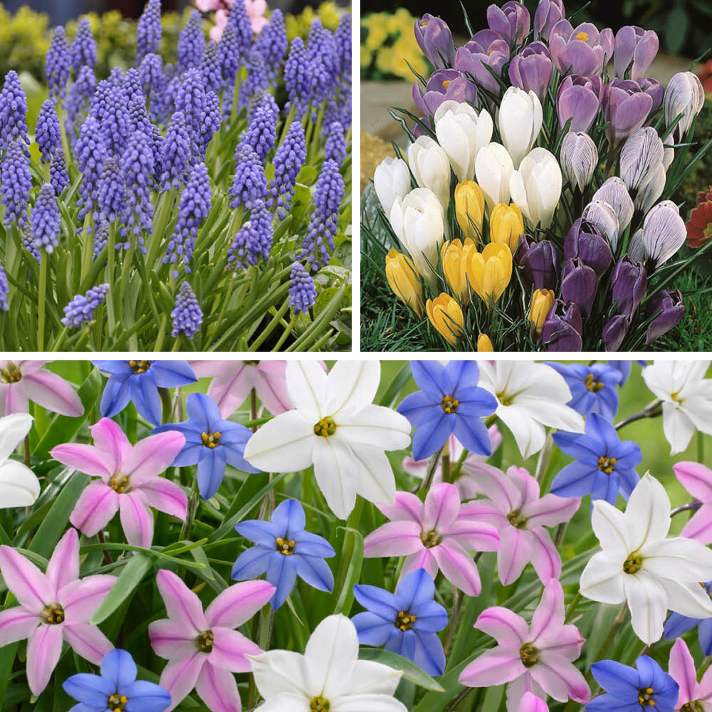 wilko The Spring Flowering Bulb Collection 300 Pack Image 2