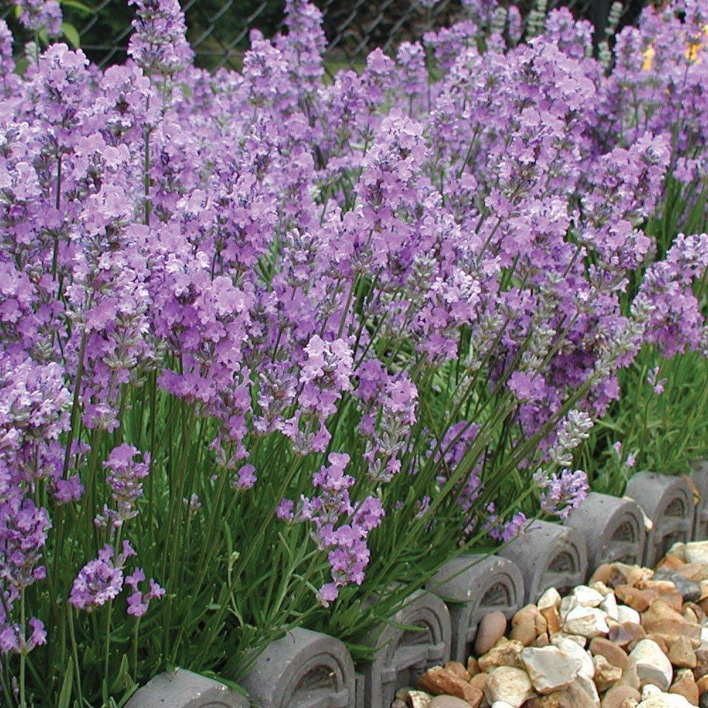 Thompson and Morgan Lavender Angustifolia Rosea Plant Pot 9cm 2 Pack Image 1