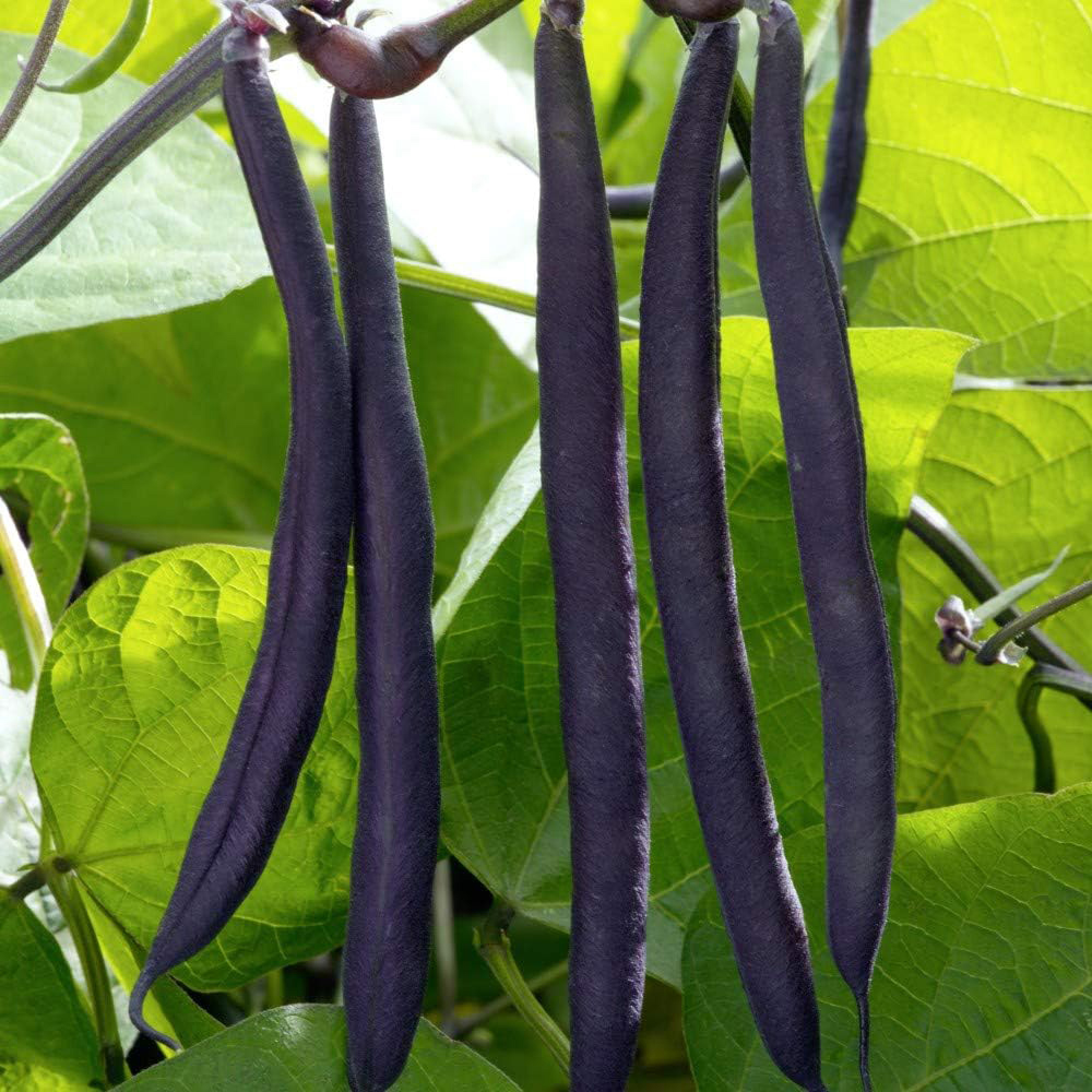 Thompson & Morgan Dwarf Bush Bean Purple Teepee 50 Seeds Packet Image 2
