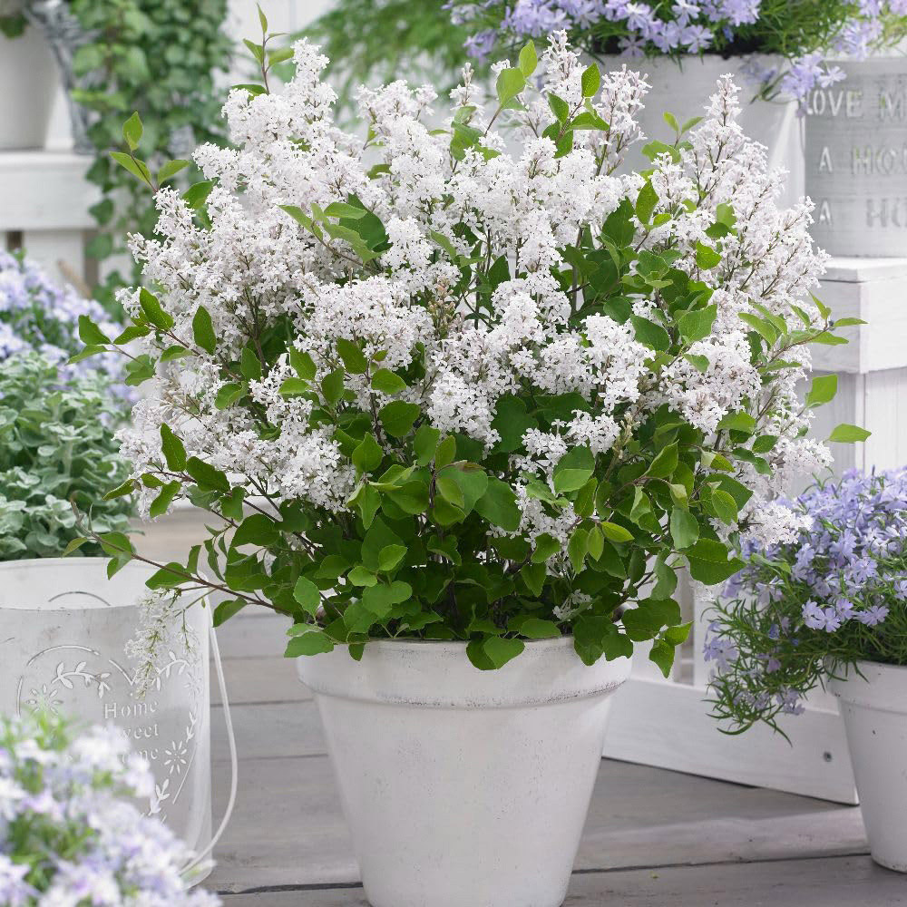 Thompson and Morgan White Syringa Meyeri Flowerfesta Plant Pot 3L 2 Pack Image 2