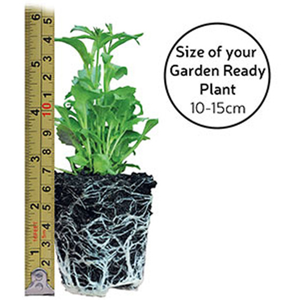 Thompson and Morgan Alyssum Clear Crystal Mixed Garden Ready Plant 30 Pack Image 5